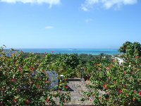 Flame Tree-4 Flame Tree-4